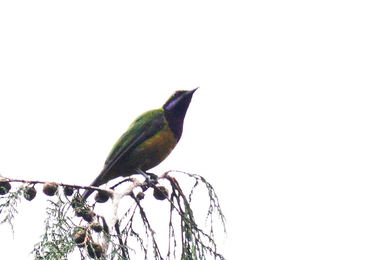 Orange-bellied Leafbird - ML454095511