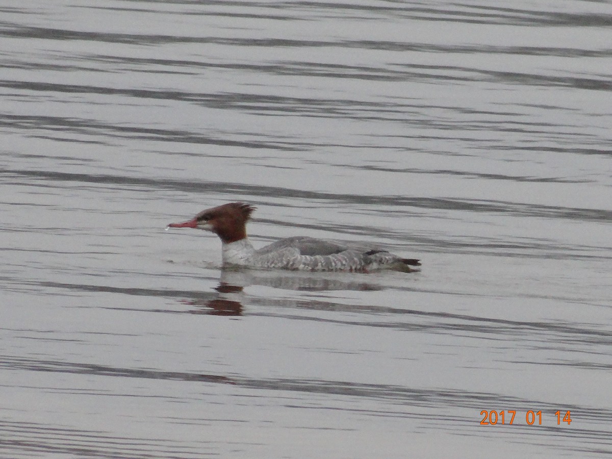 Common Merganser - Andy & Ellen Filtness