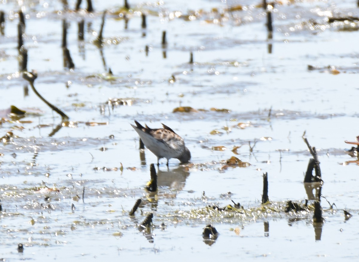 White-rumped Sandpiper - Peter Kavouras