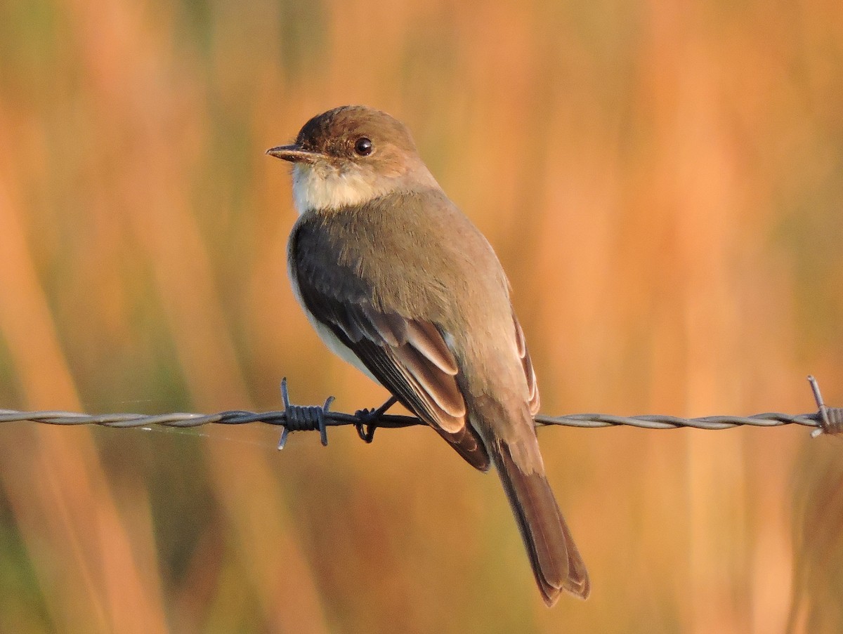 Eastern Phoebe - ML45409711