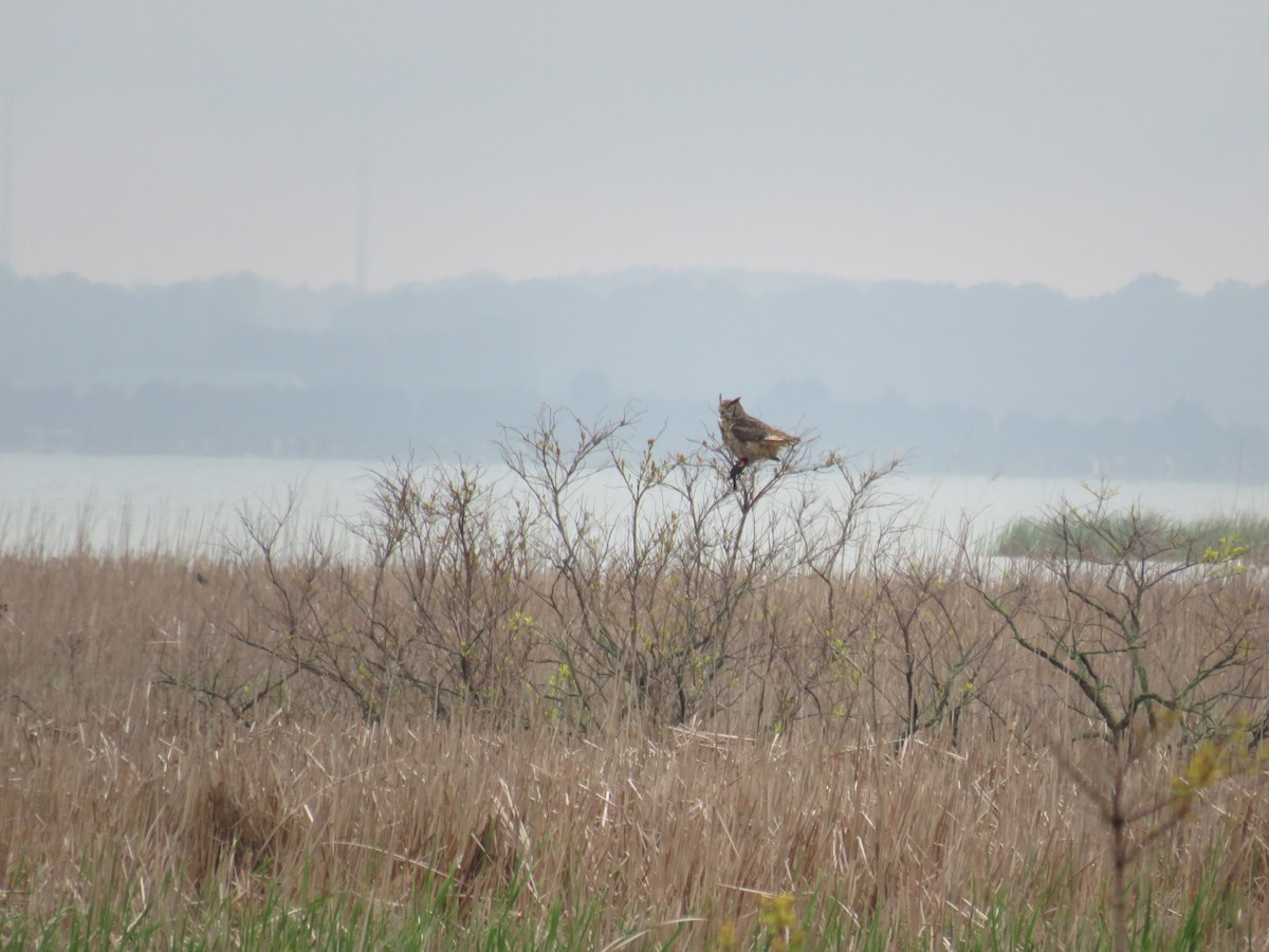 Great Horned Owl - ML454099511