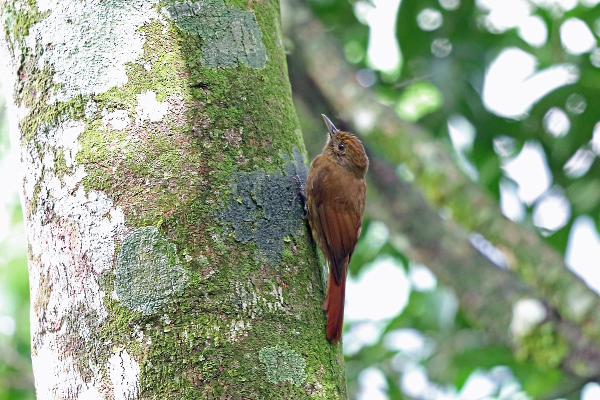 Plain-winged Woodcreeper (Plain-winged) - Nigel Voaden