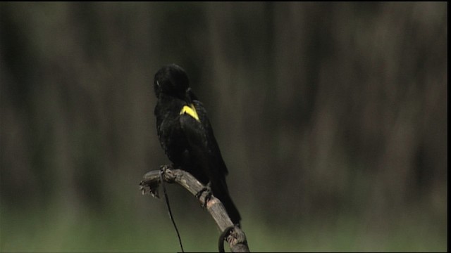 Yellow-winged Blackbird - ML454100