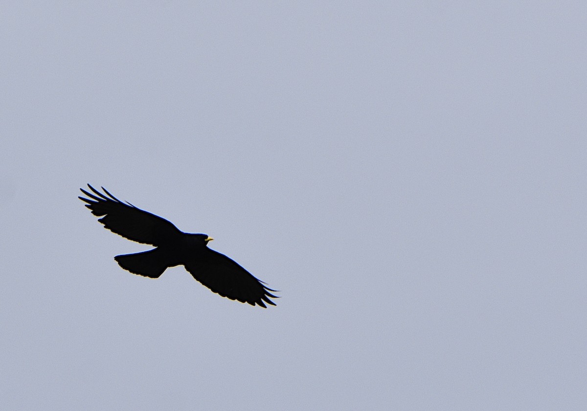 Yellow-billed Chough - ML454101691