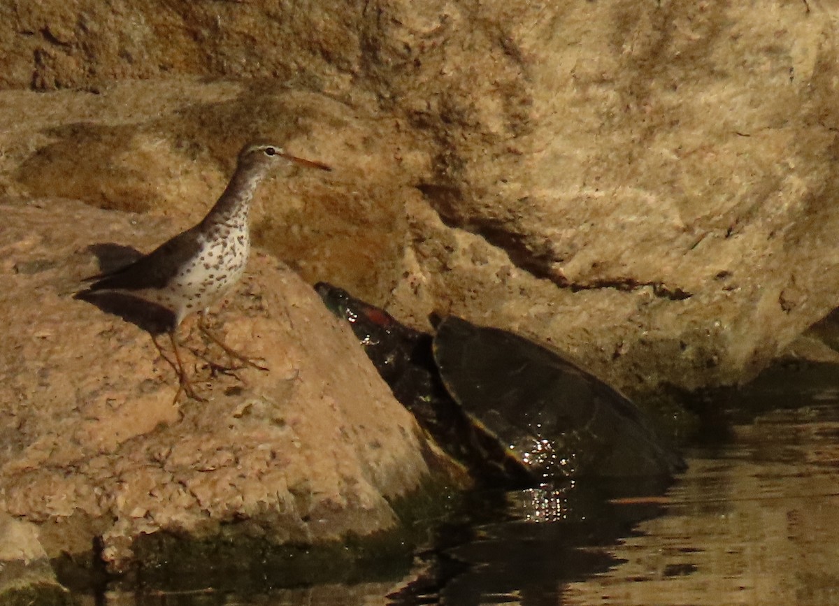 Spotted Sandpiper - ML454102221