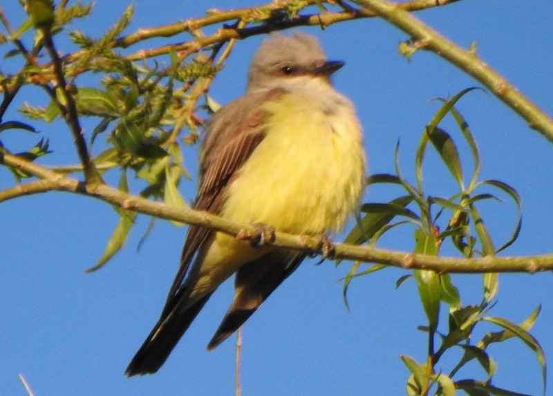 Western Kingbird - ML454102321