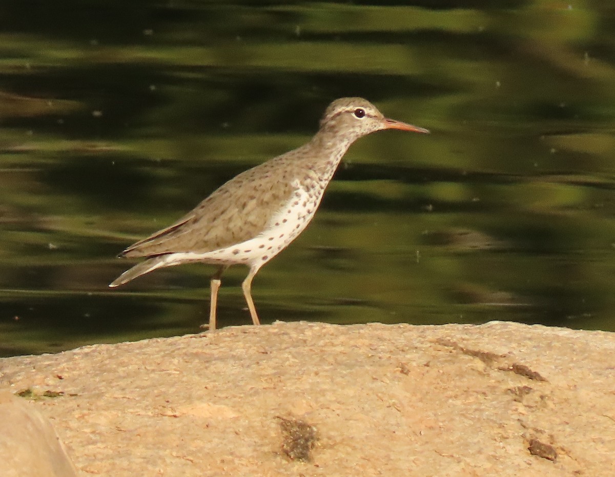 Spotted Sandpiper - ML454102511