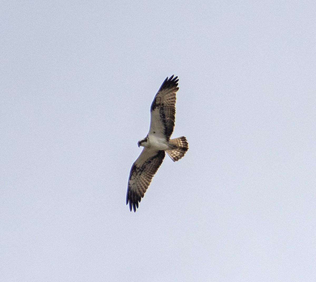 Águila Pescadora - ML454103661