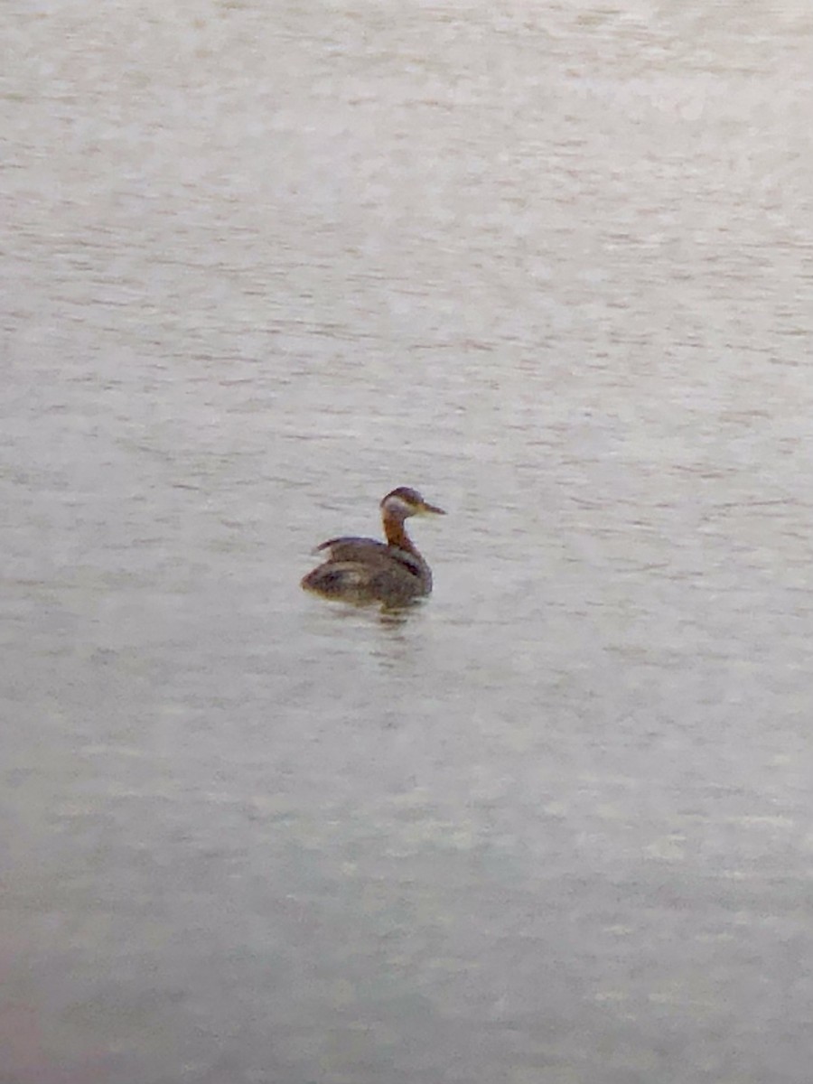 Red-necked Grebe - ML454106601