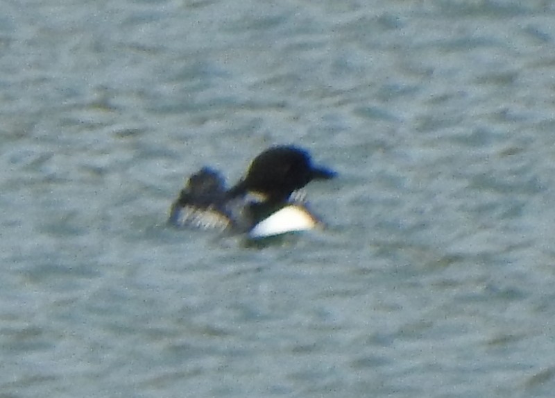 Common Loon - ML454107401