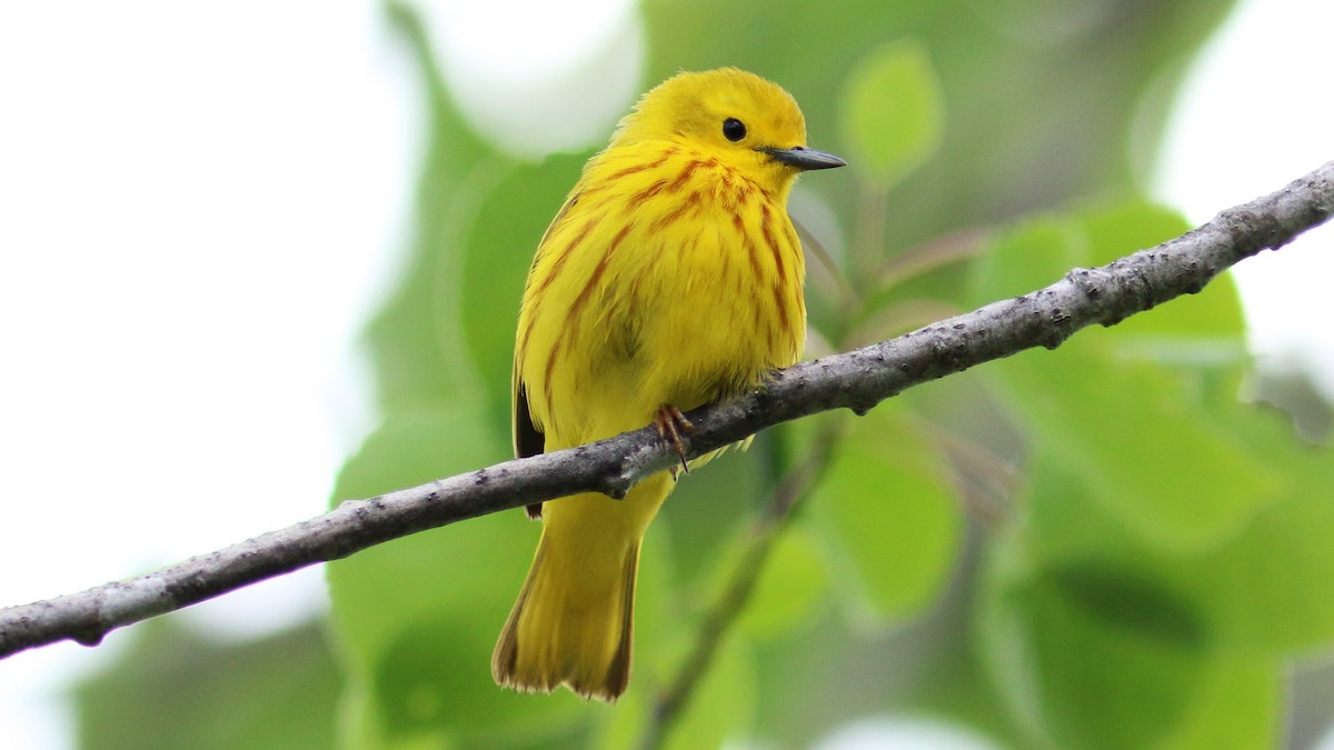 Yellow Warbler - Bob Scheidt