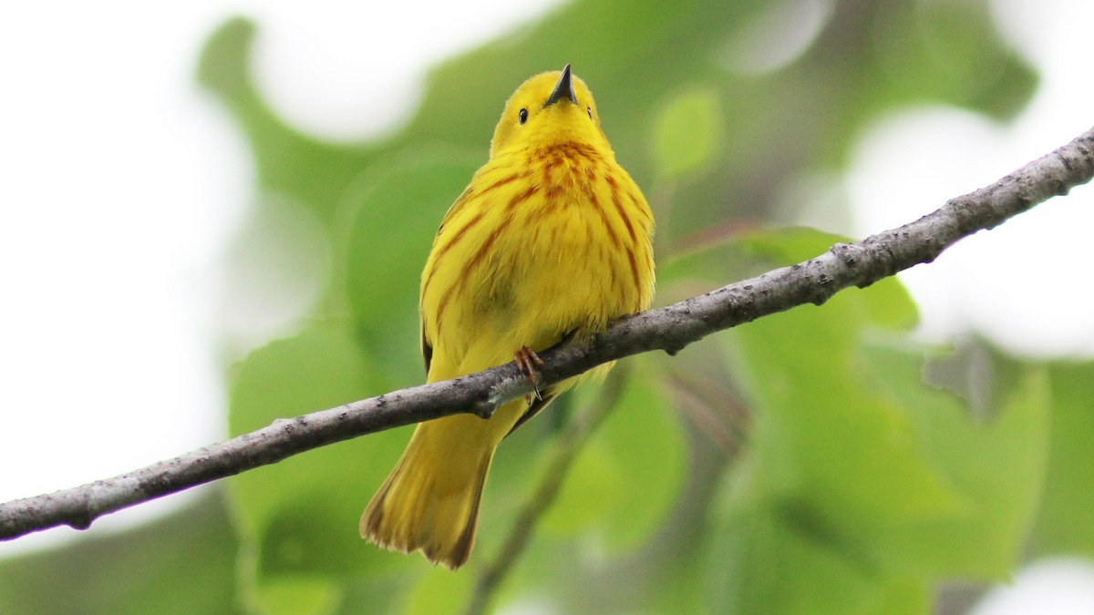 Yellow Warbler - Bob Scheidt