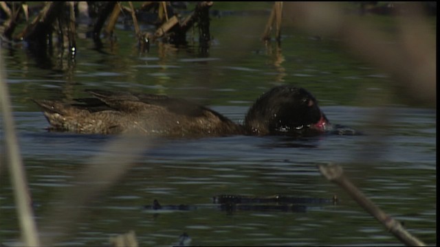 Hétéronette à tête noire - ML454110