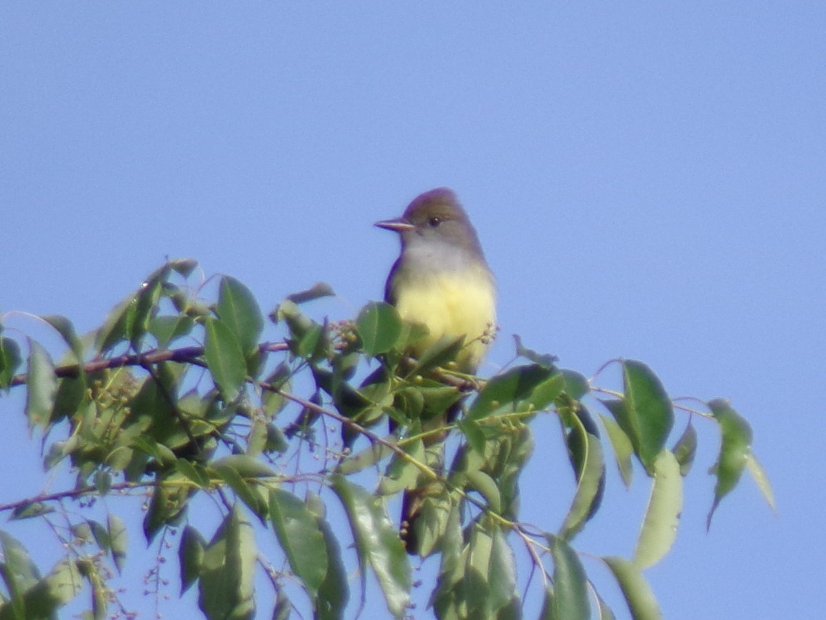 Great Crested Flycatcher - ML454111771