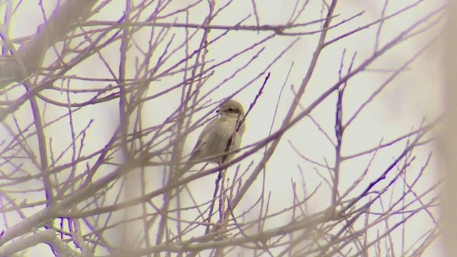 Northern Shrike - ML454112131