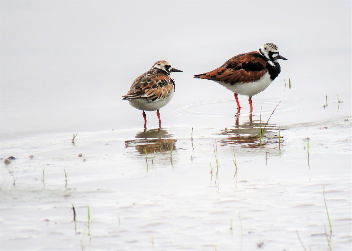 Ruddy Turnstone - Jean-Denis Poulin