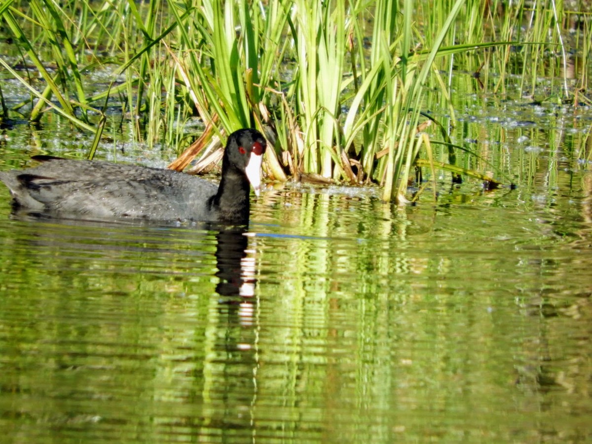 American Coot - ML454112681