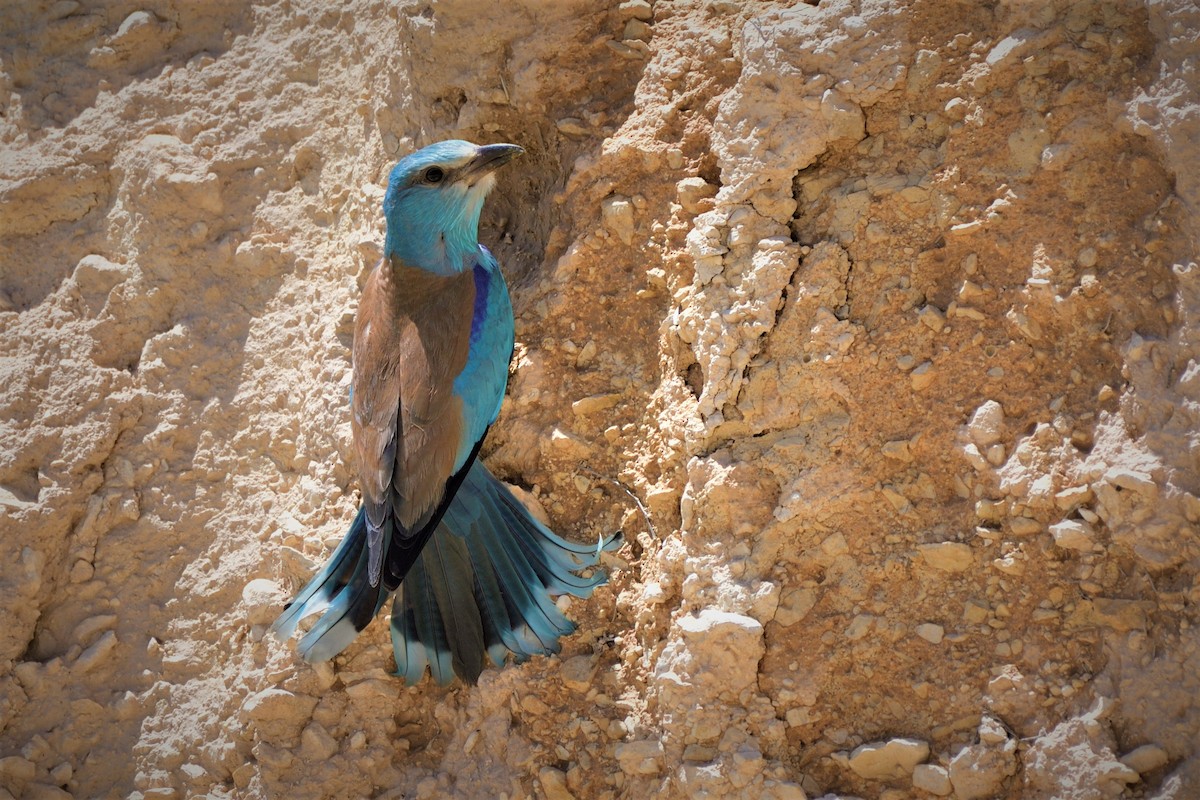 European Roller - Tomáš Grim