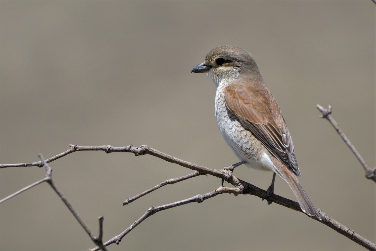 Red-backed Shrike - Tomáš Grim