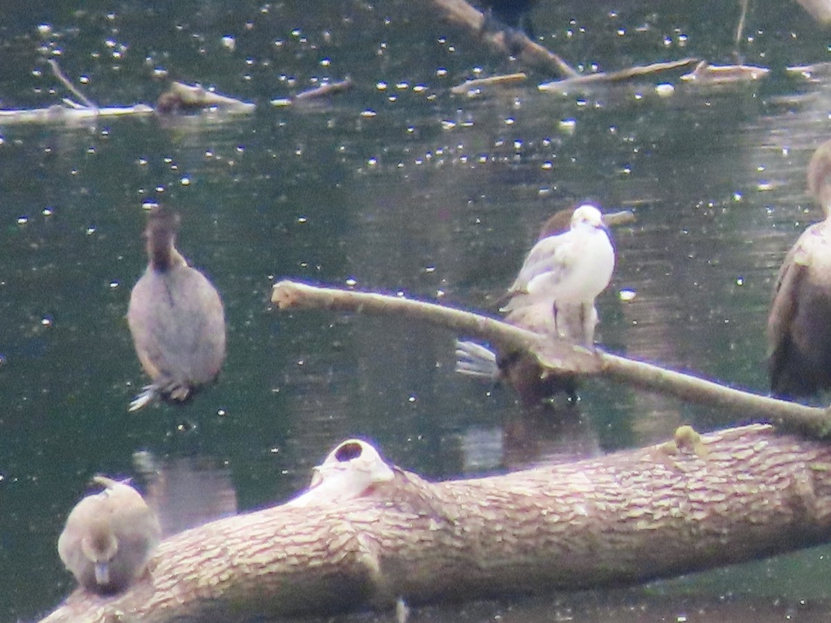 Laughing Gull - Jeff Hopkins