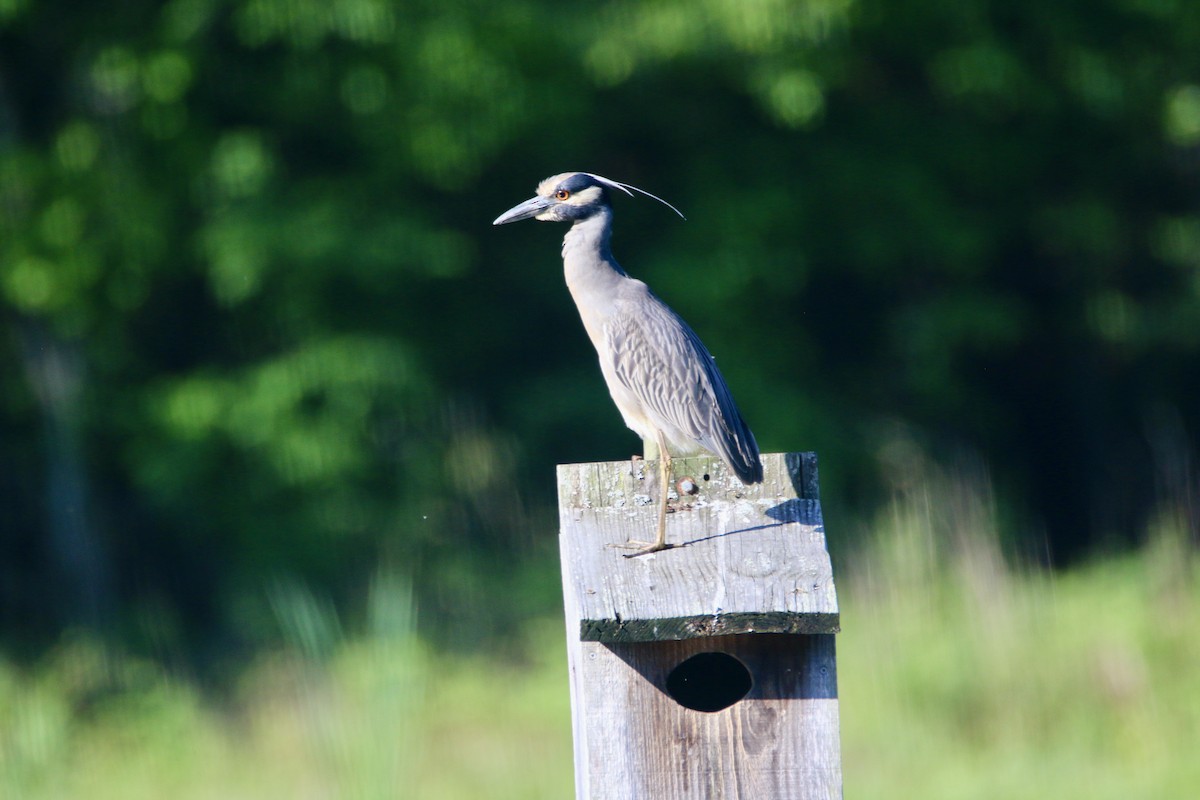 Yellow-crowned Night Heron - ML454114601