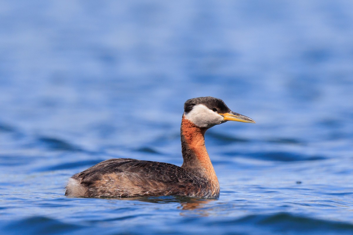 Red-necked Grebe - Brian Stahls