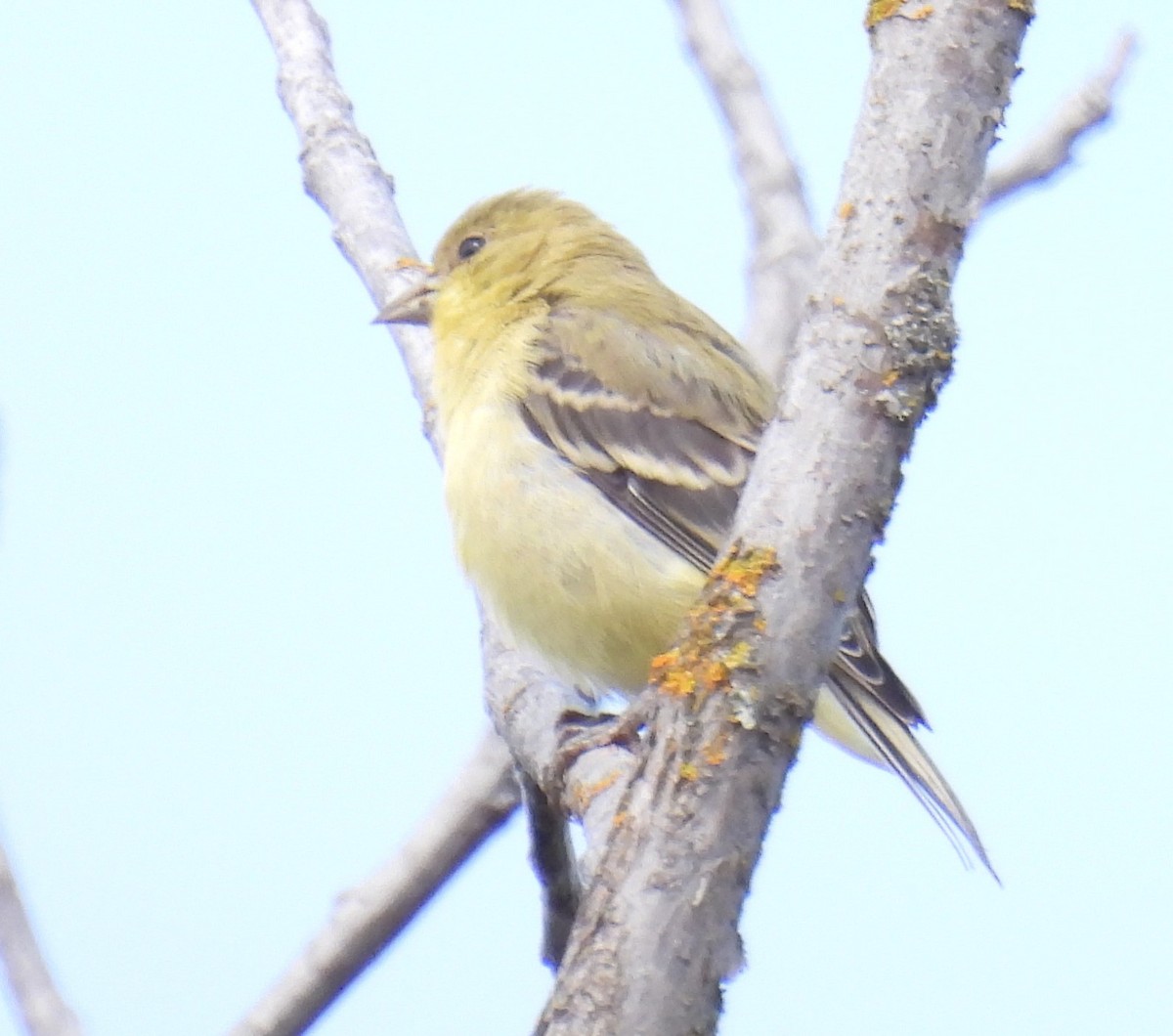 Lesser Goldfinch - radha krishna