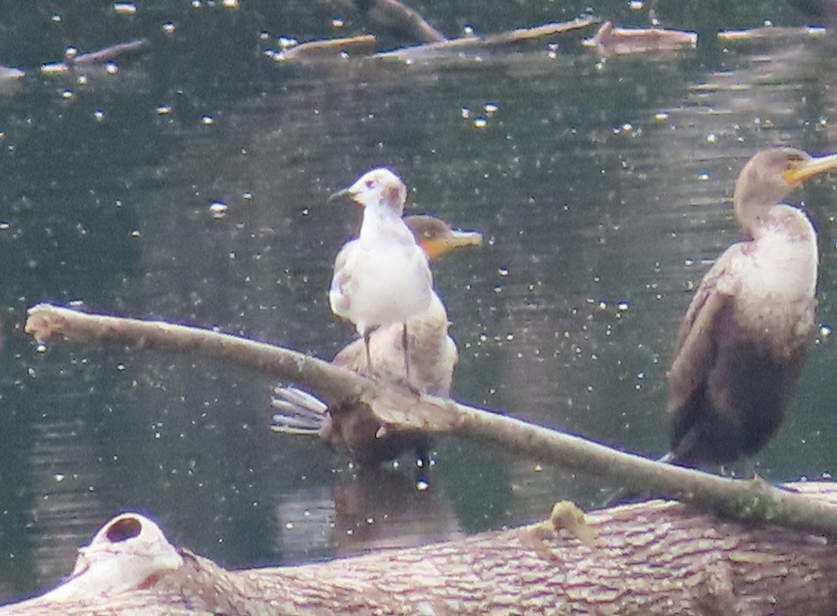 Laughing Gull - ML454116021