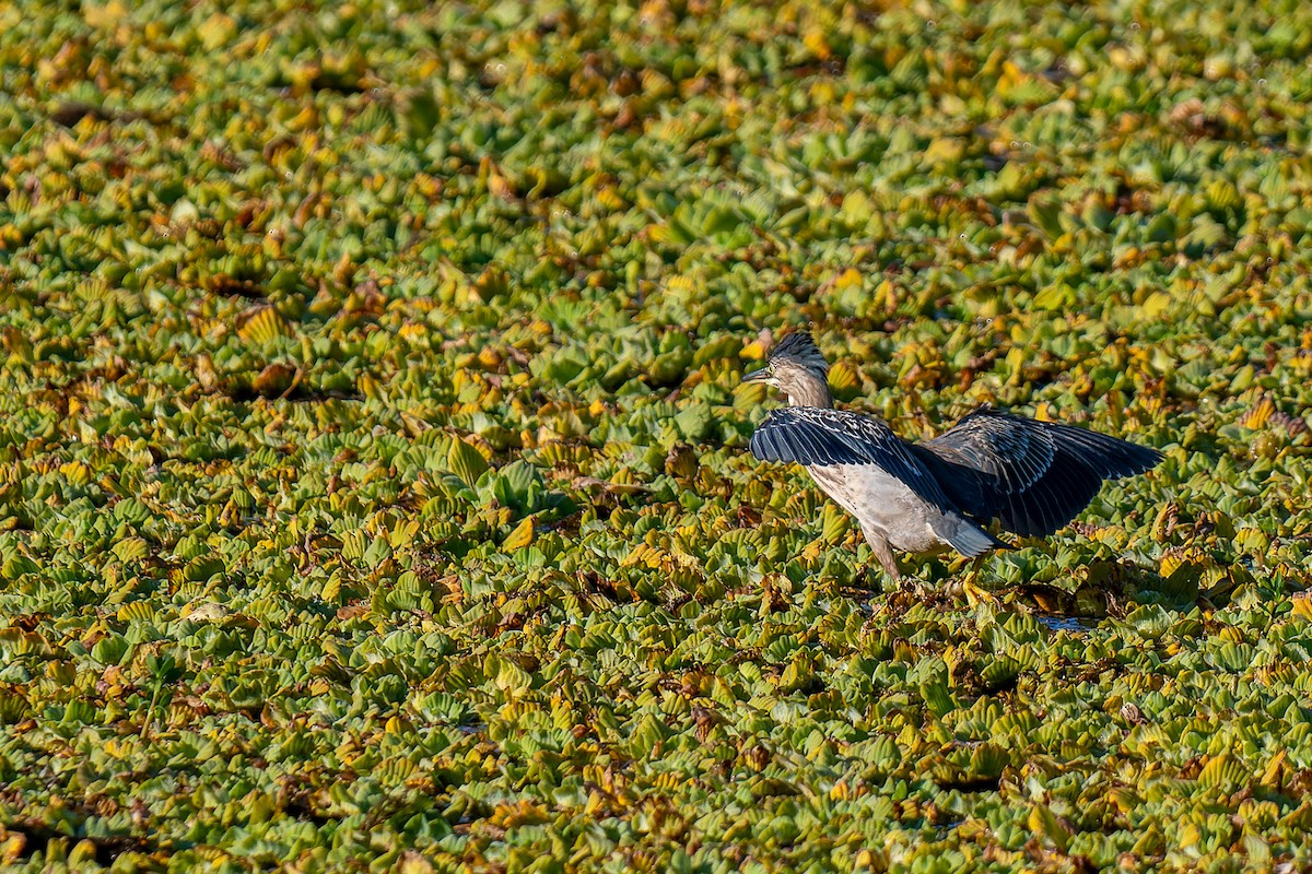 Striated Heron - ML454116471