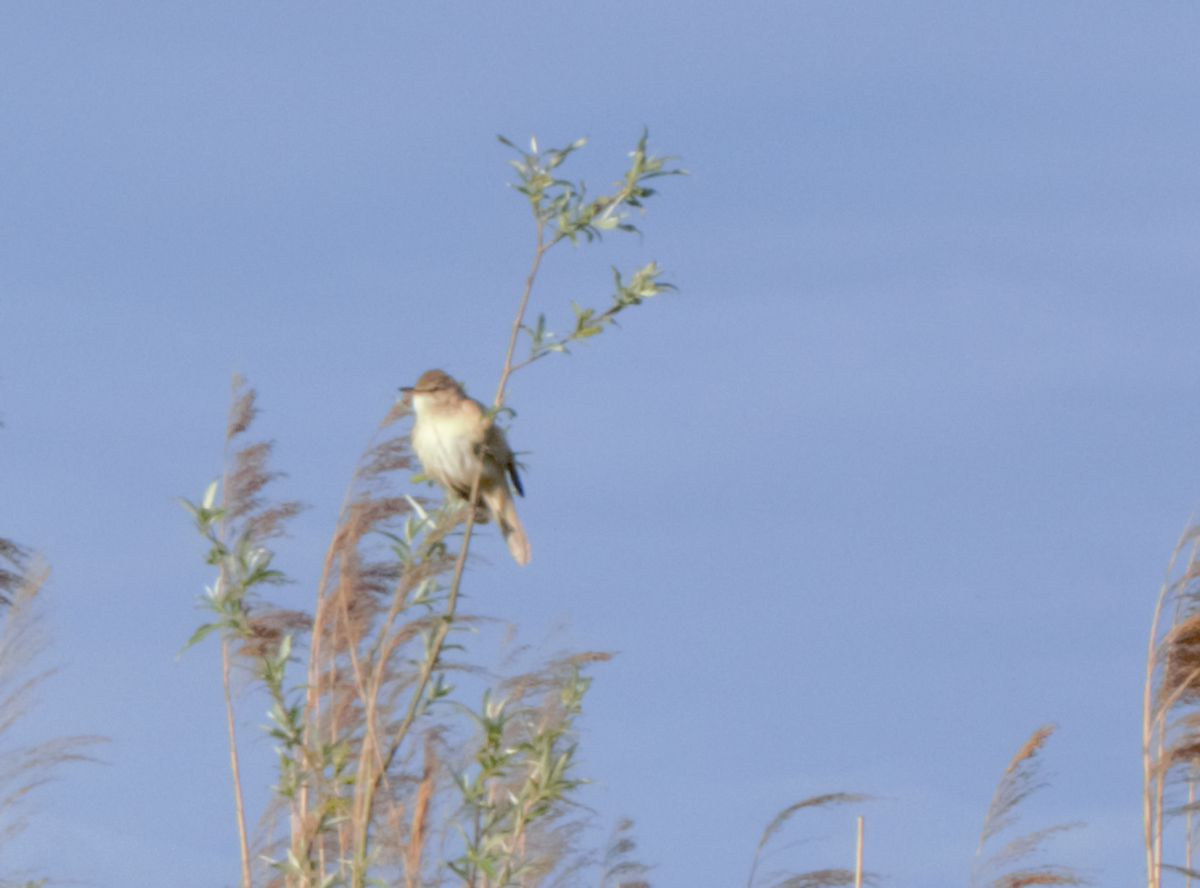 Great Reed Warbler - ML454118581