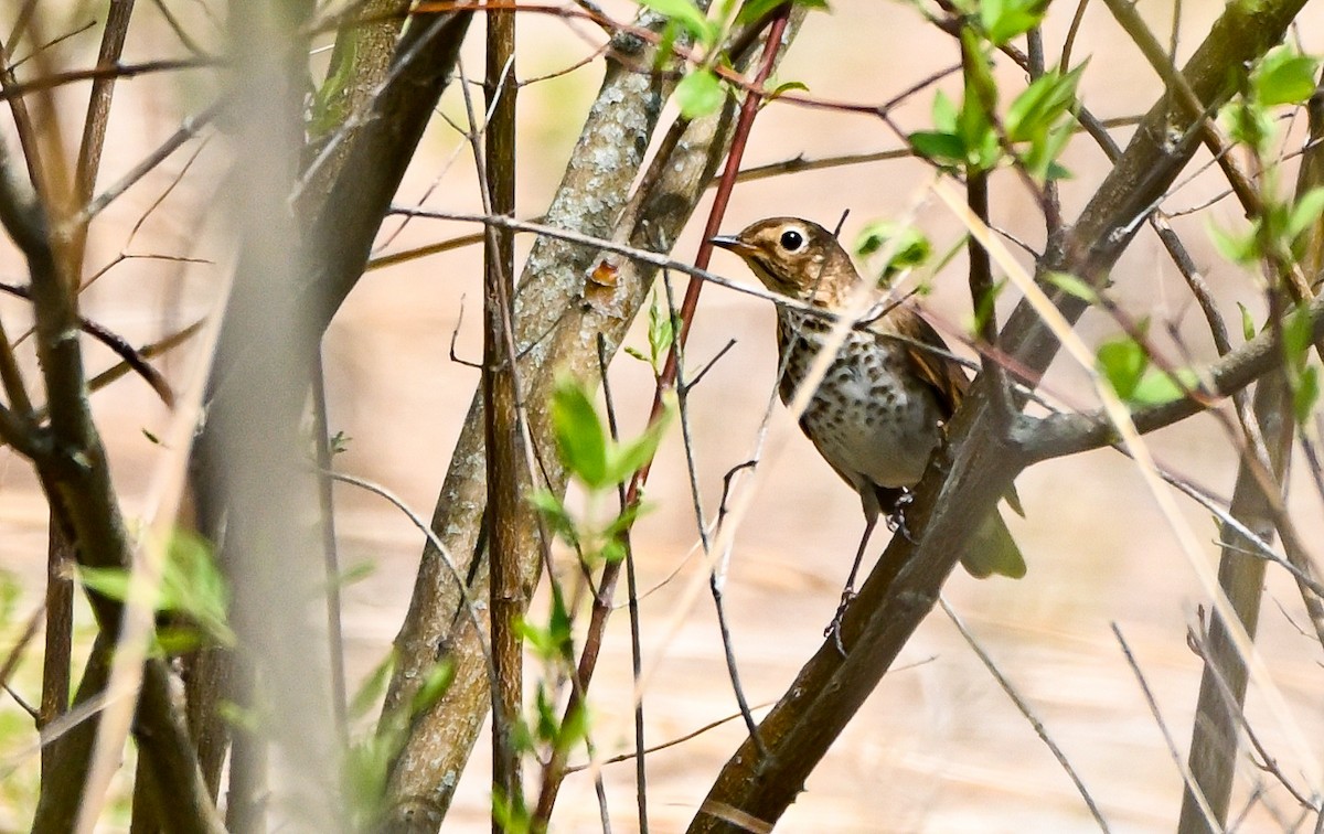 Swainson's Thrush - ML454118761