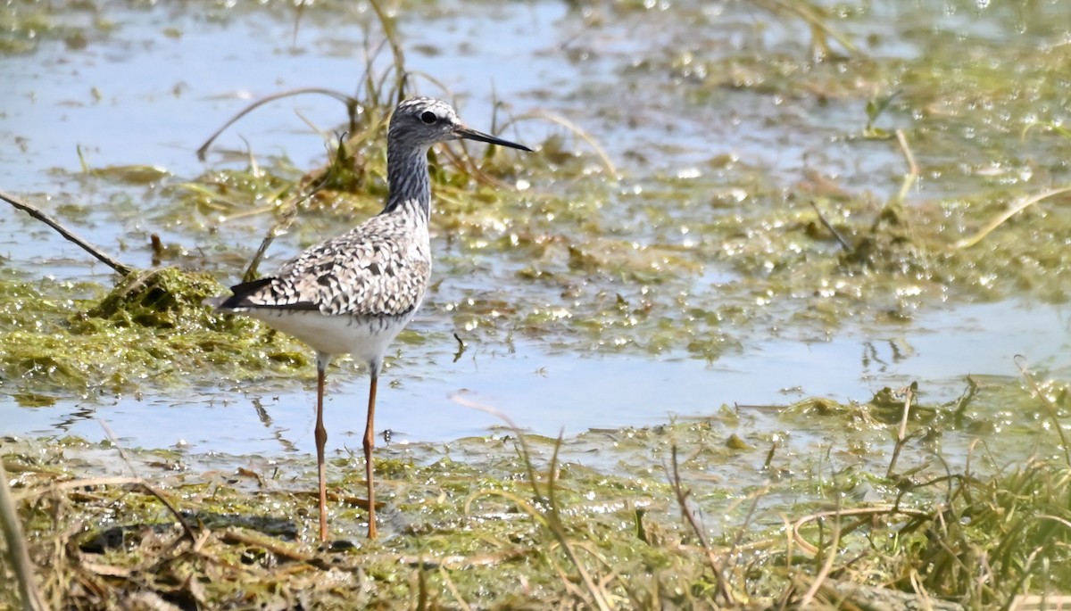 Greater Yellowlegs - ML454119261