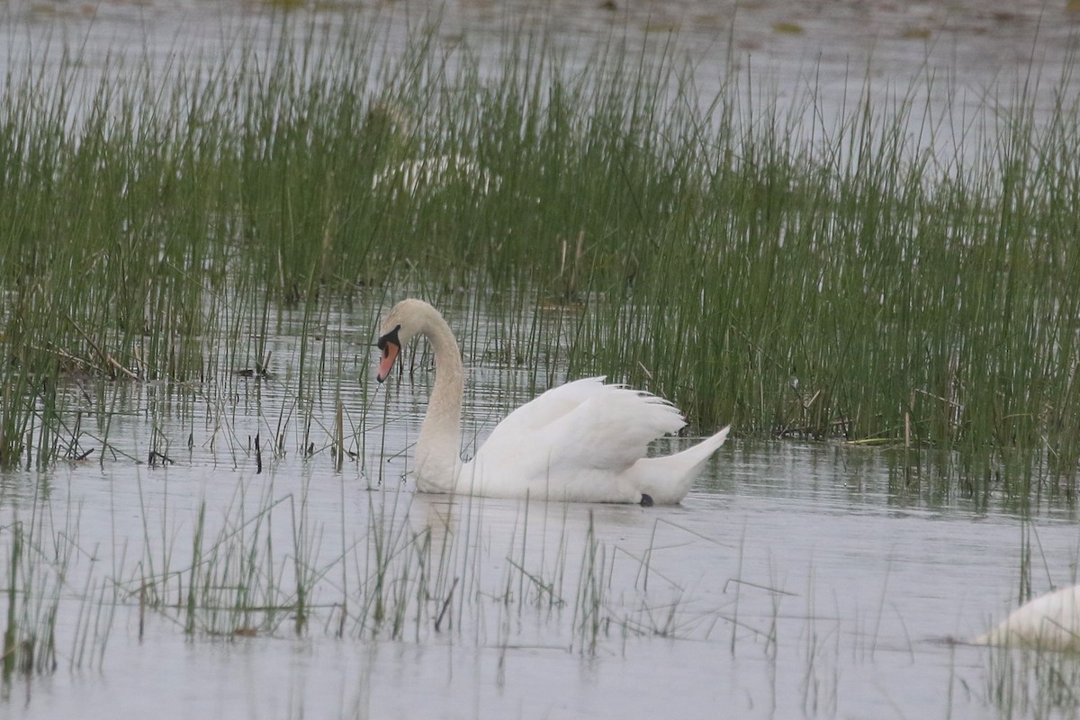 Mute Swan - ML454121681