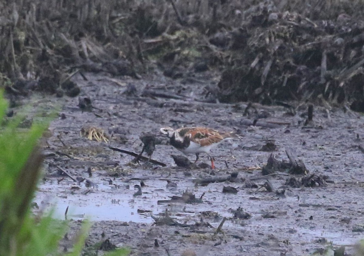 Ruddy Turnstone - ML454121891