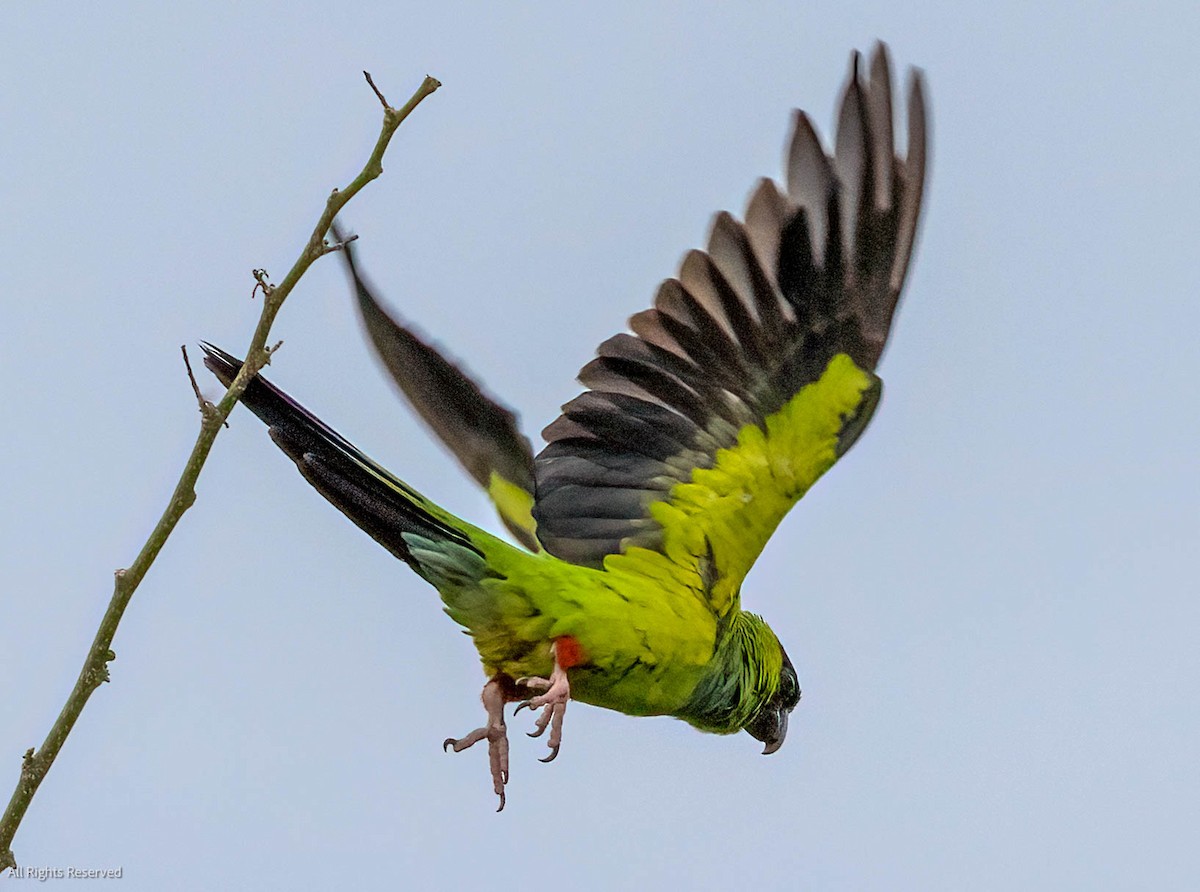 クロガミインコ - ML454123691