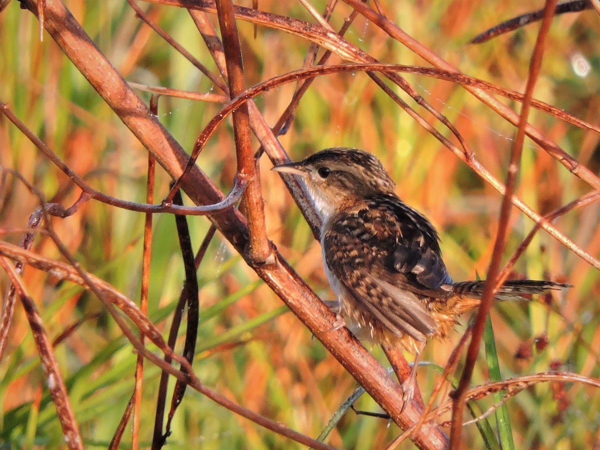 Sedge Wren - ML45412371