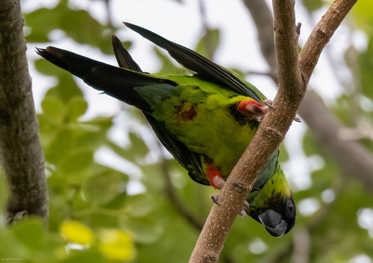 Nanday Parakeet - ML454123711