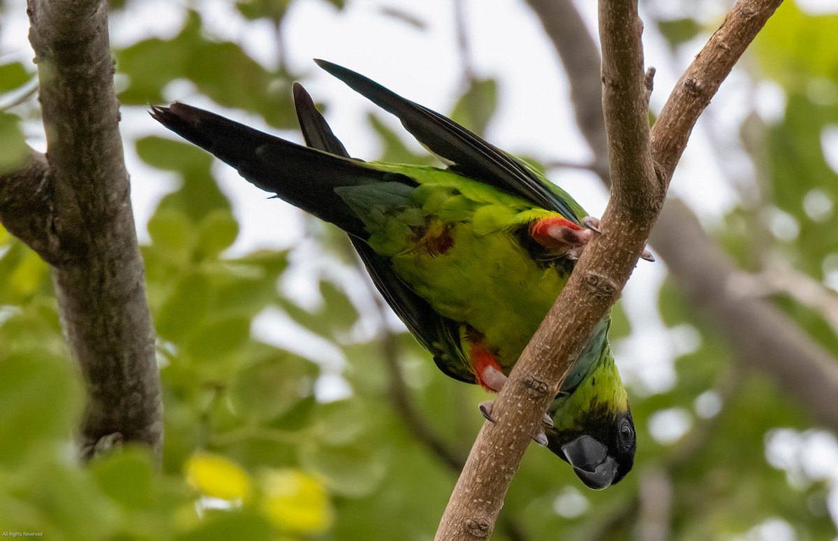 クロガミインコ - ML454123721