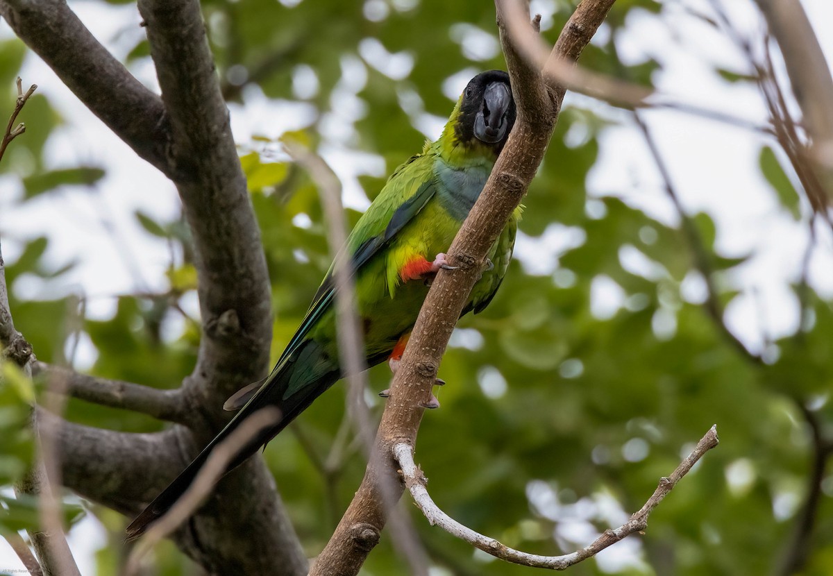 Nanday Parakeet - ML454123731