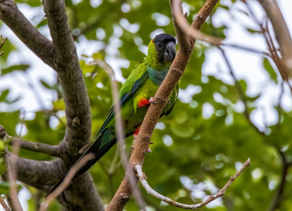 クロガミインコ - ML454123741