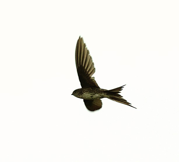 Fork-tailed Palm Swift - David Ascanio