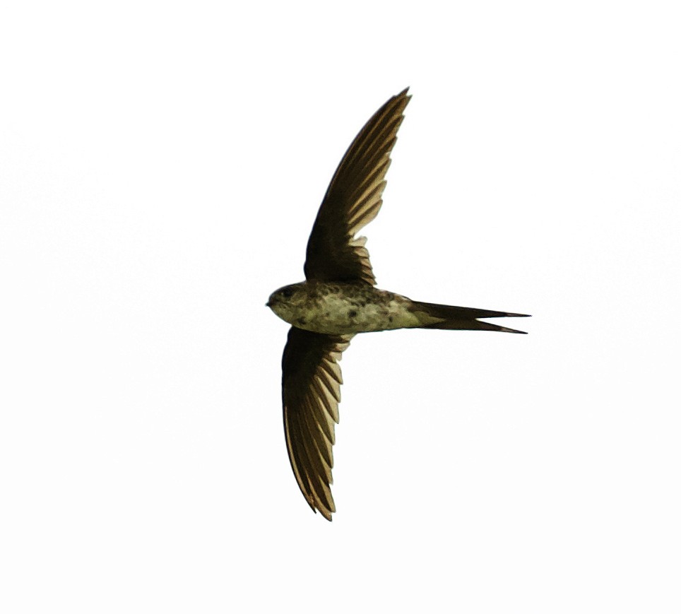 Fork-tailed Palm Swift - David Ascanio