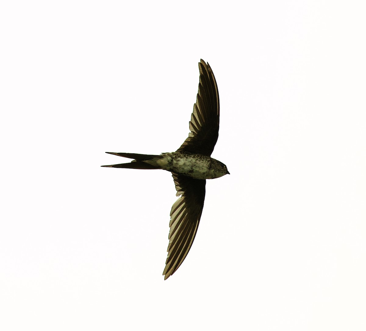 Fork-tailed Palm Swift - David Ascanio