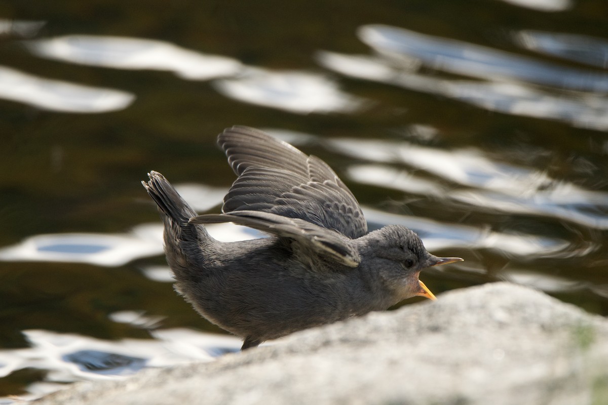 American Dipper - ML454124741