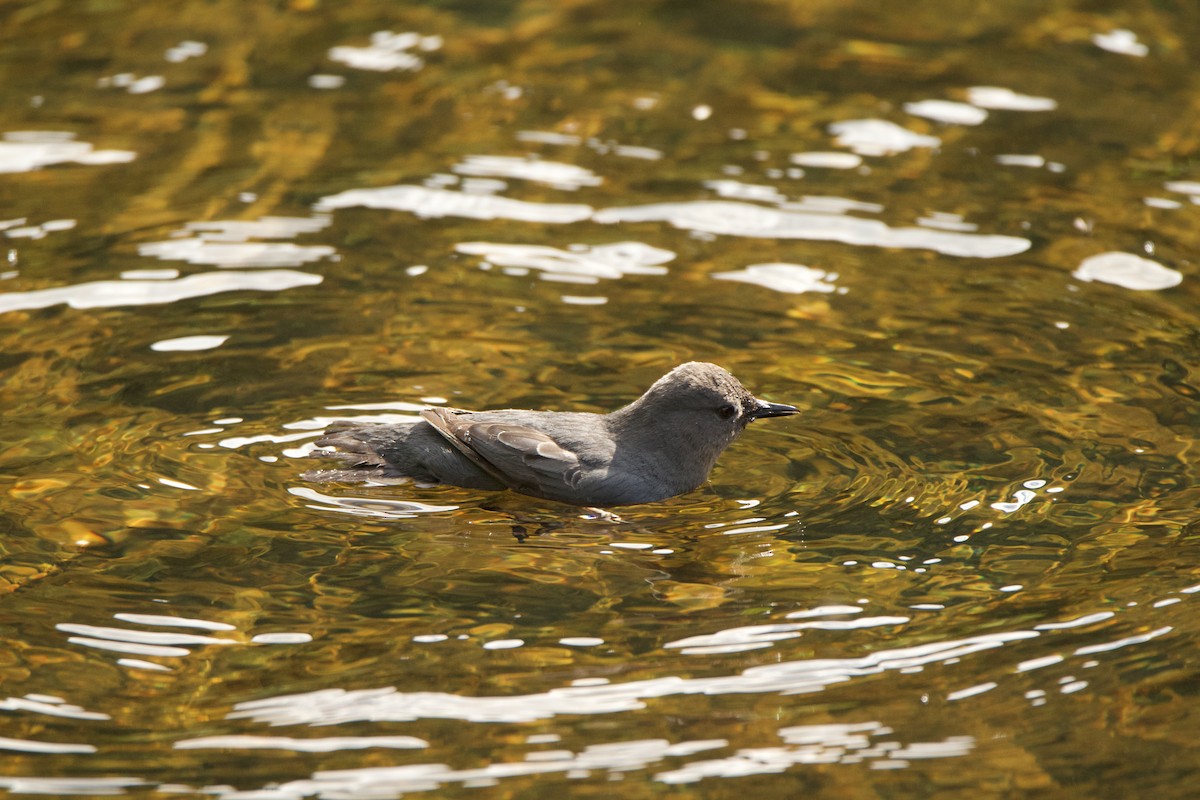 American Dipper - ML454124911