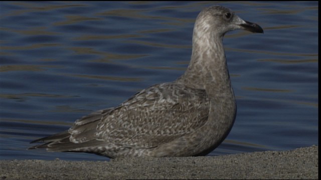 Herring x Glaucous-winged Gull (hybrid) - ML454125