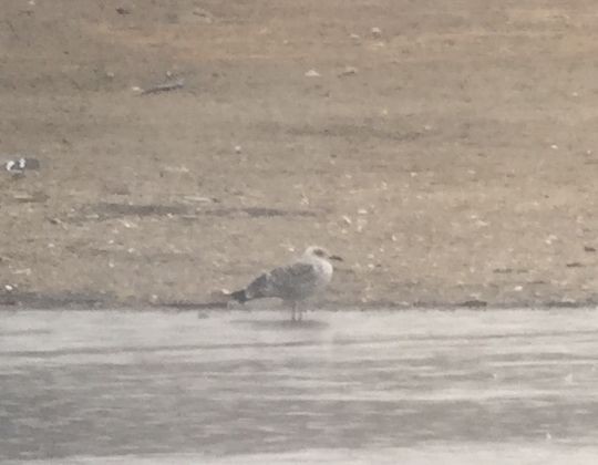 Lesser Black-backed Gull - ML45412531