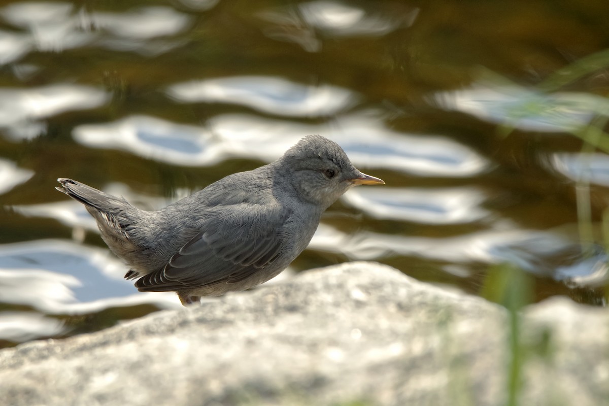 American Dipper - ML454125421