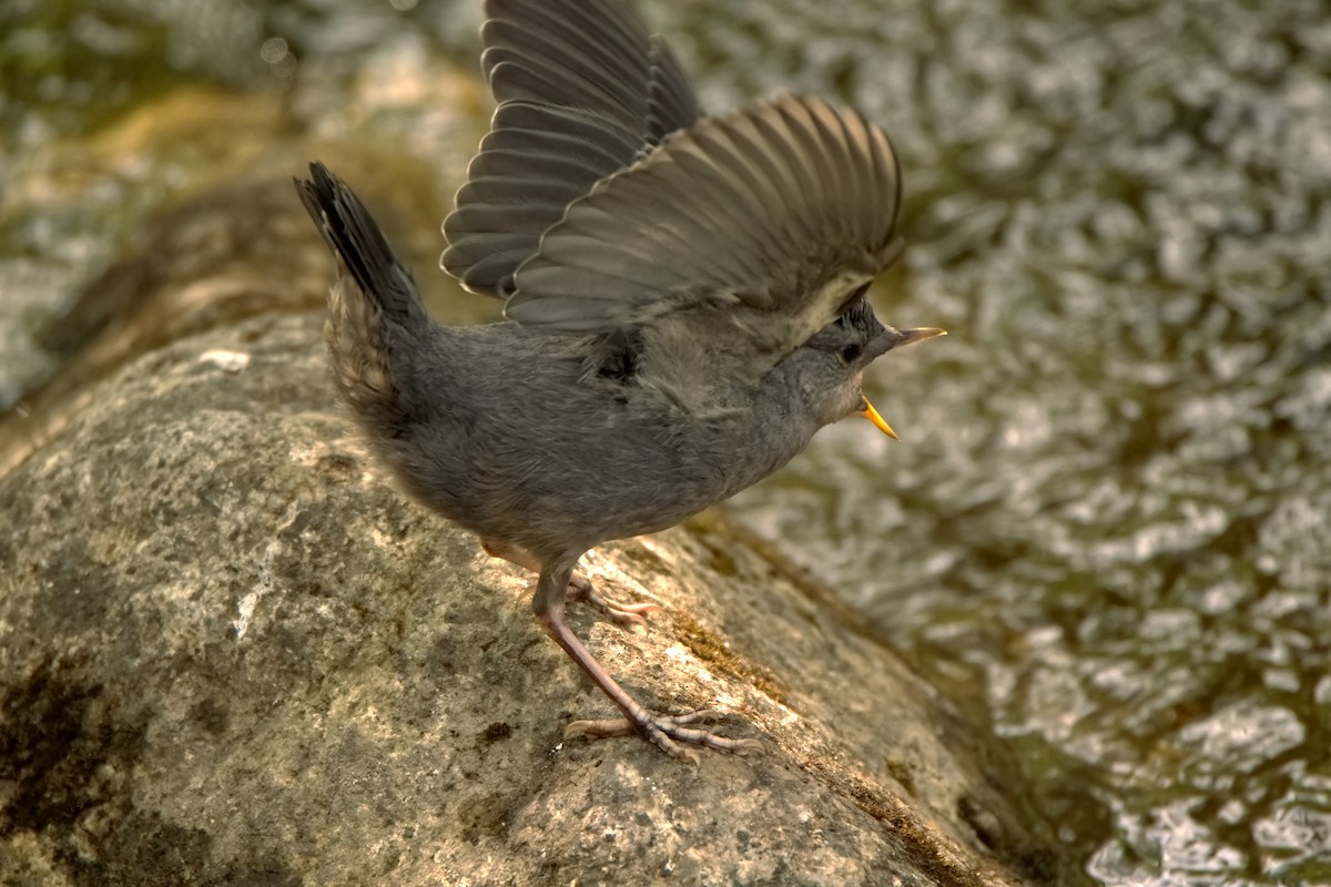 American Dipper - ML454125811