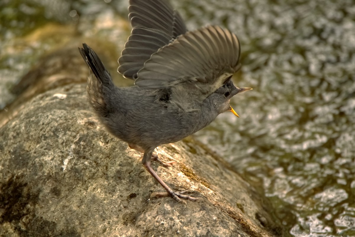 American Dipper - J Millsaps